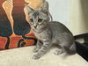 adoptable Cat in  named Bohdana