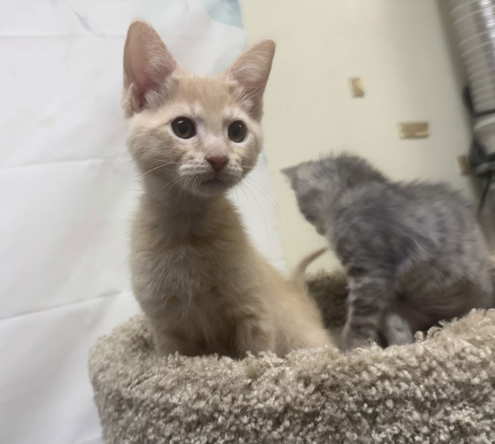 adoptable Cat in Phoenix, AZ named Andrich