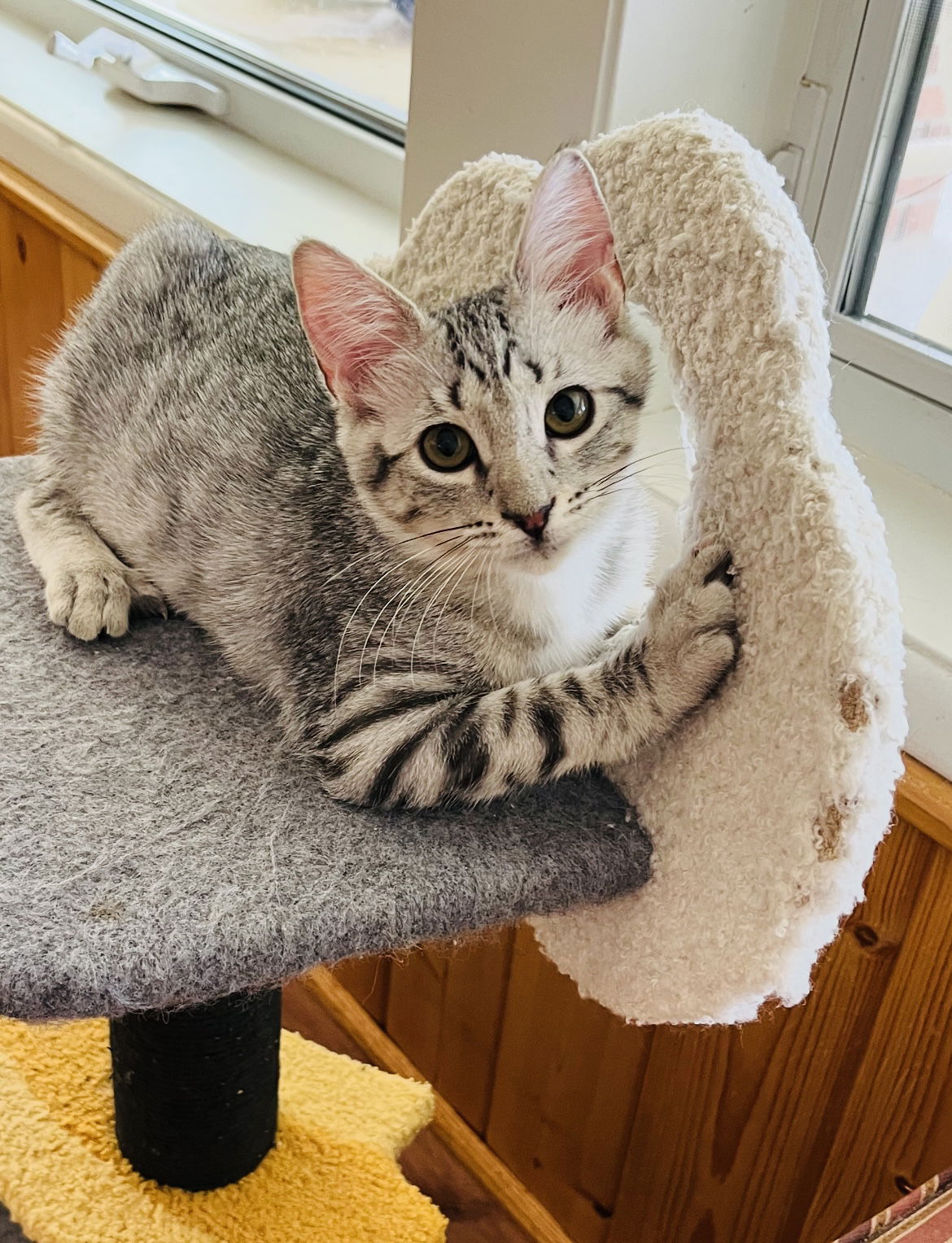 adoptable Cat in Phoenix, AZ named Francie