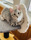 adoptable Cat in  named Francie