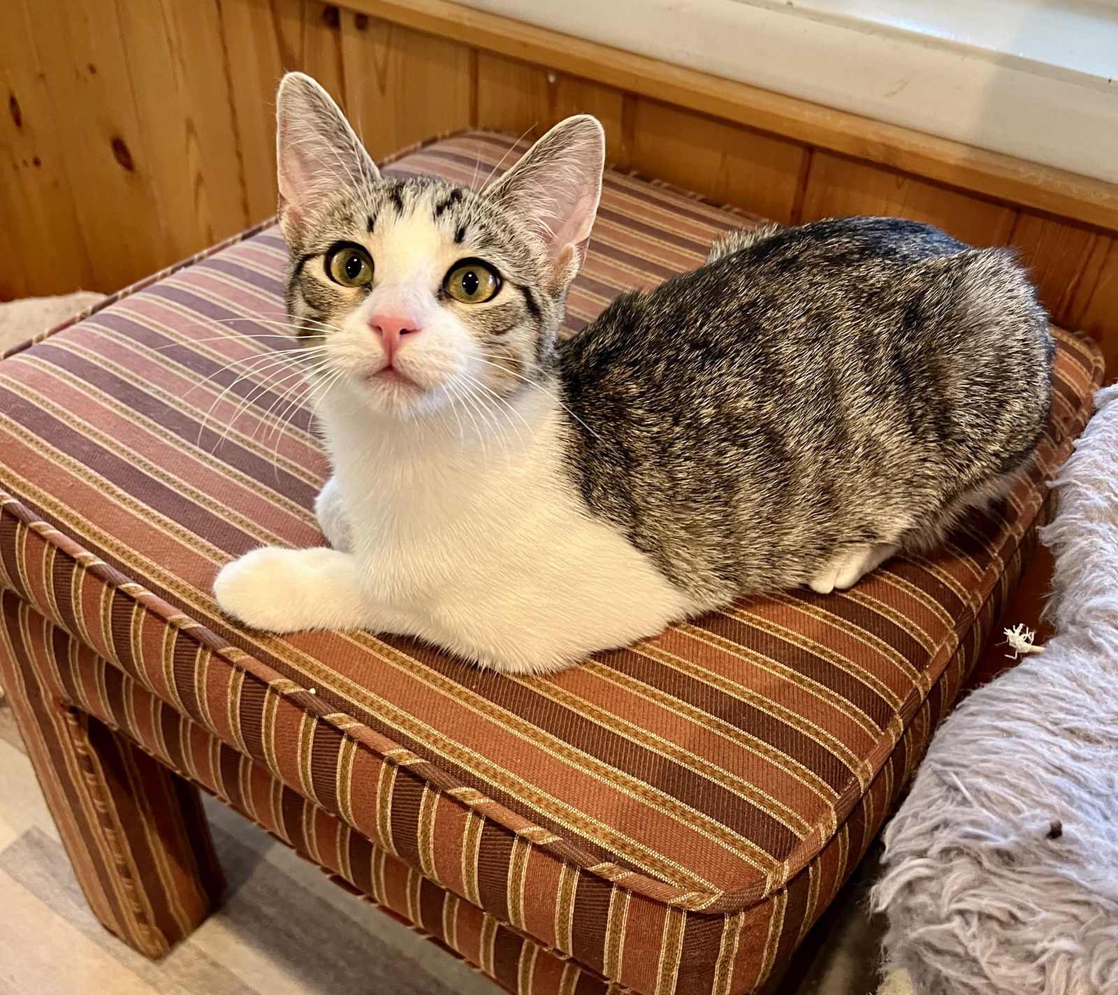 adoptable Cat in Phoenix, AZ named Rosebud