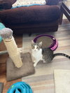 Rosebud Bonded with Mela - Photo 2