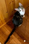 adoptable Cat in  named Mela