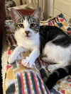 Mela Bonded with Rosebud - Photo 2
