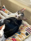 Mela Bonded with Rosebud - Photo 3