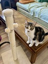 Mela Bonded with Rosebud - Photo 4