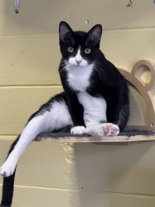 picture of the cat needing adoption