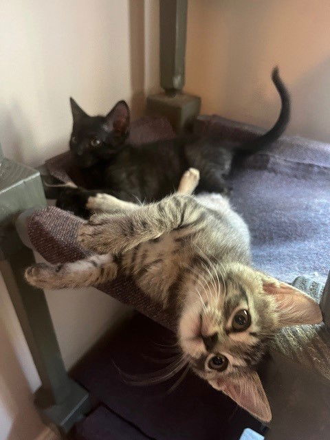 adoptable Cat in Phoenix, AZ named Bobby