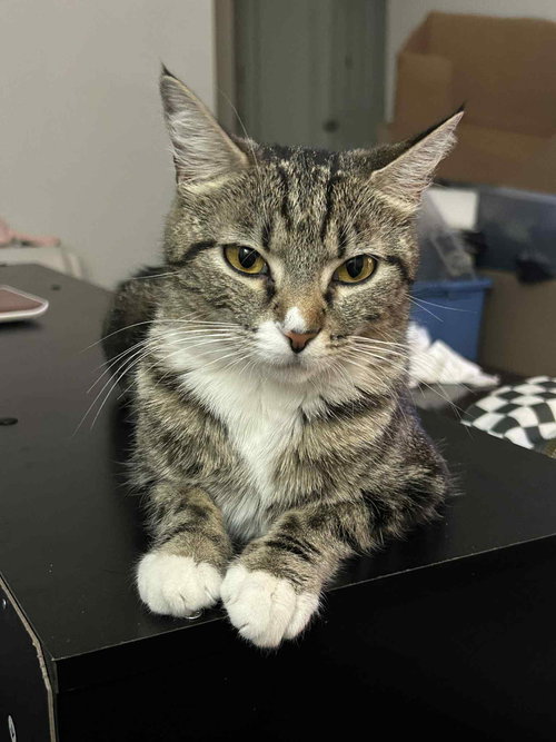 picture of the cat needing adoption