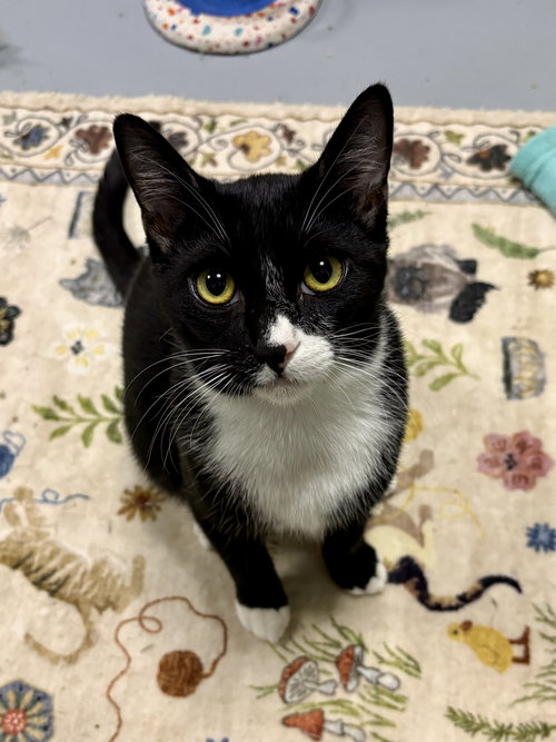 SIMPSON - Domestic Short Hair / Tuxedo available for adoption