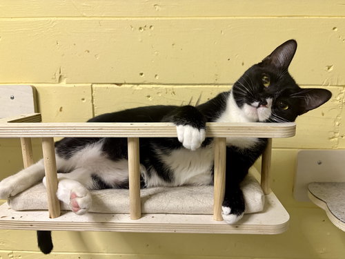 picture of the cat needing adoption