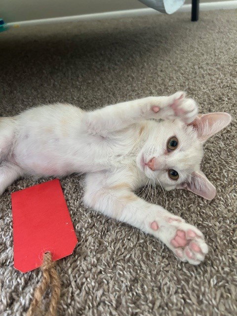 picture of the cat needing adoption