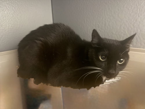 picture of the cat needing adoption
