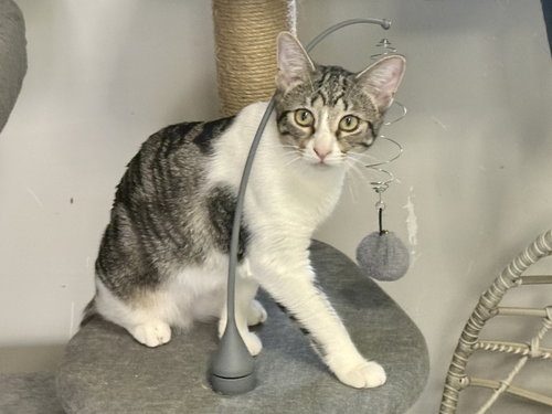 BEBE - Domestic Short Hair available for adoption