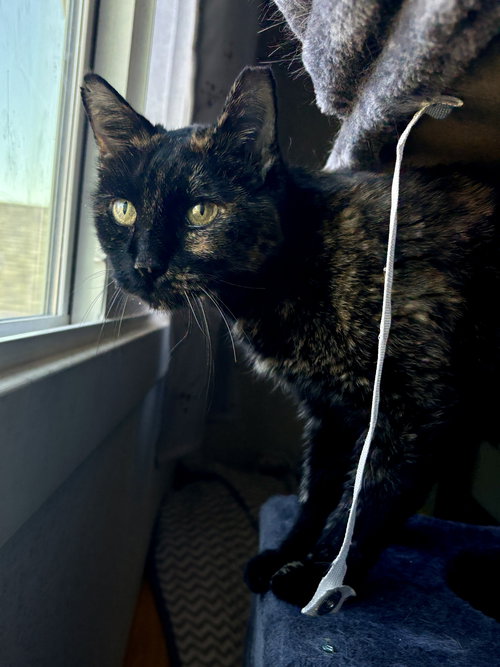picture of the cat needing adoption
