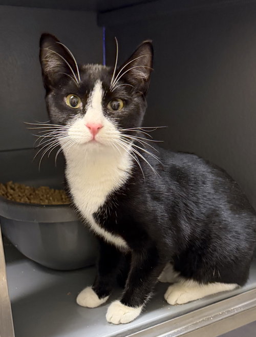 picture of the cat needing adoption