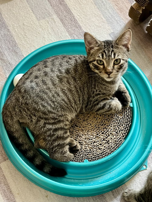 picture of the cat needing adoption