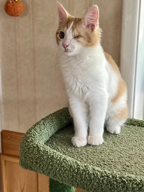 picture of the cat needing adoption