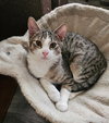 Miko - Photo 1