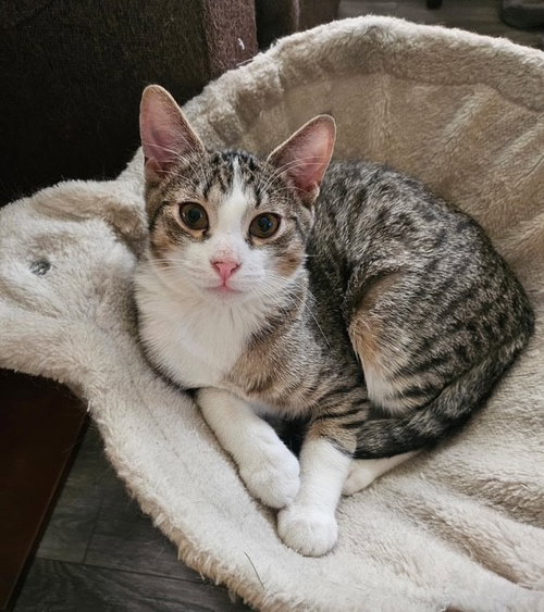 MIKO - Domestic Short Hair / Tabby available for adoption