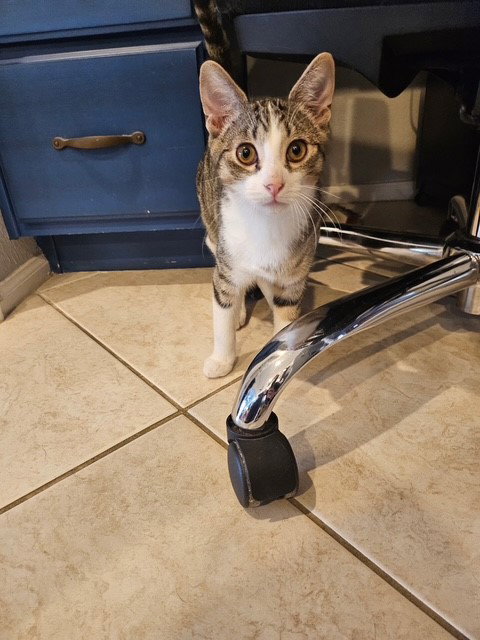 MIKO - Domestic Short Hair / Tabby available for adoption