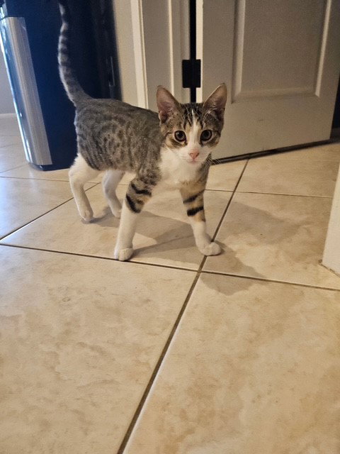 Miko