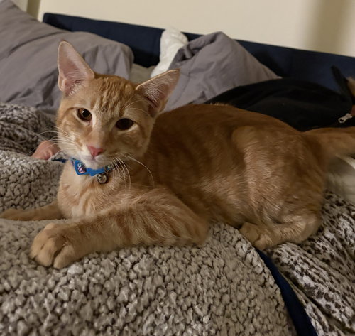 Royal, an adoptable Domestic Short Hair in Phoenix, AZ
