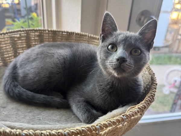 Lemon (BONDED with Berry)