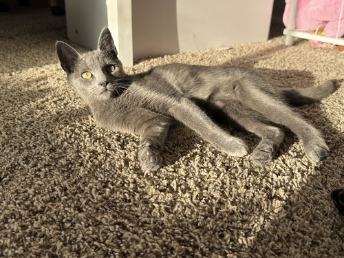picture of the cat needing adoption