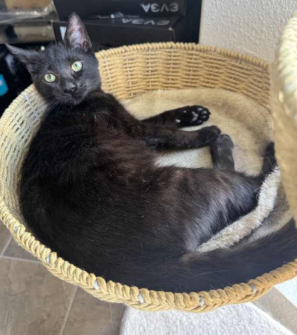 Berry (BONDED with Lemon)