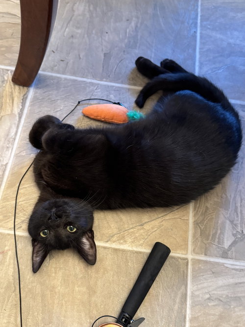 picture of the cat needing adoption