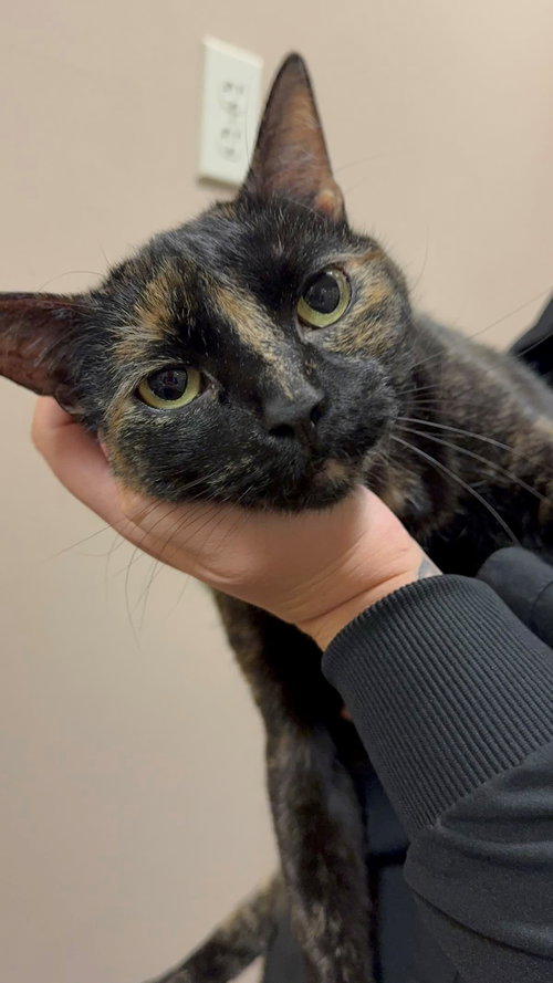 picture of the cat needing adoption