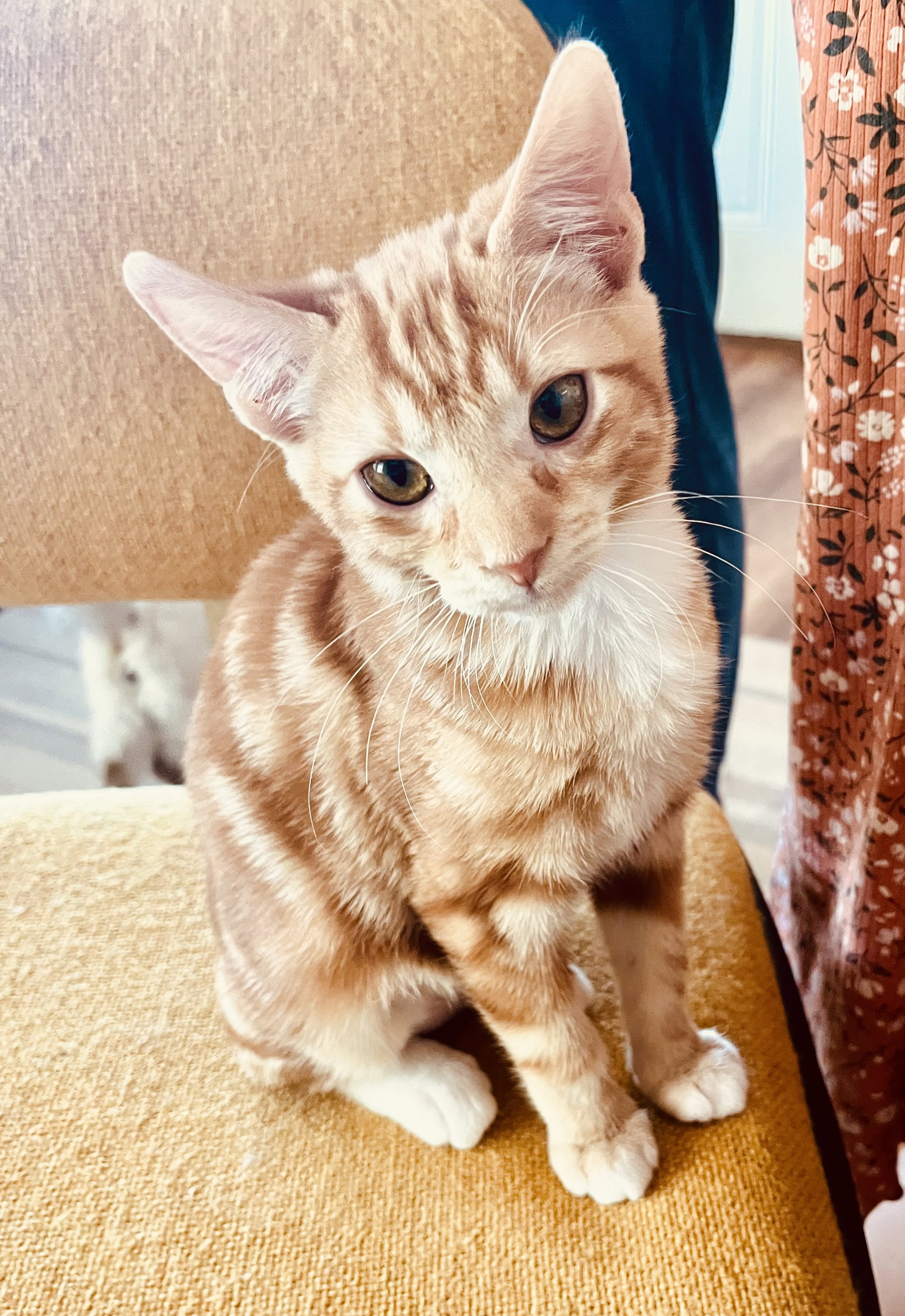 Scampy Image