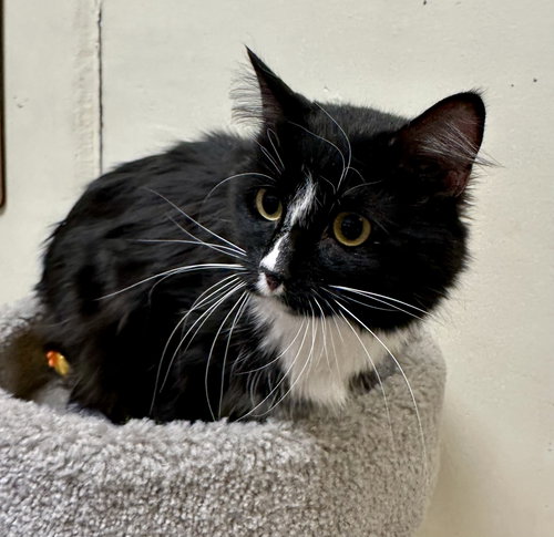 Yin, an adoptable Domestic Long Hair in Phoenix, AZ