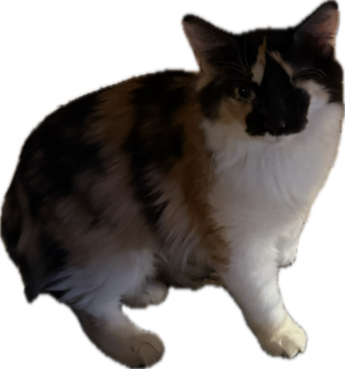 picture of the cat needing adoption