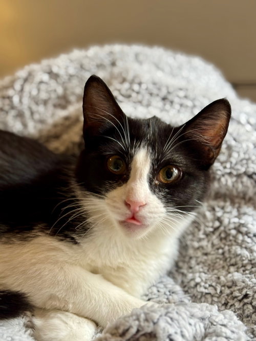 picture of the cat needing adoption