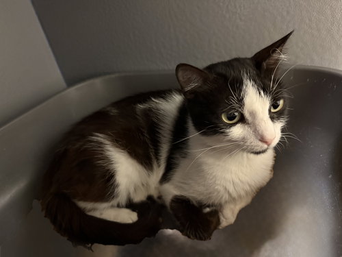 Narnia, Young Domestic Short Hair (short coat), cat for adoption in Apache Junction, Arizona