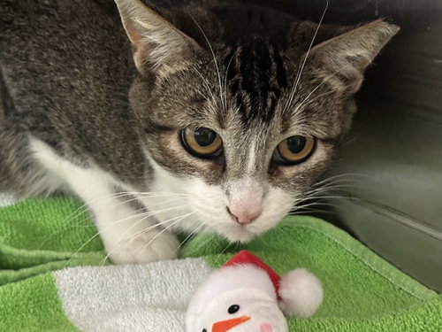 Sahra, an adoptable Abyssinian in Phoenix, AZ