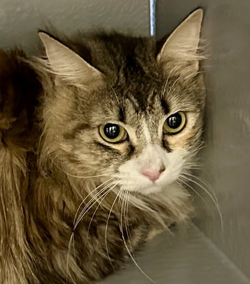 Obsidian, an adoptable Maine Coon in Phoenix, AZ