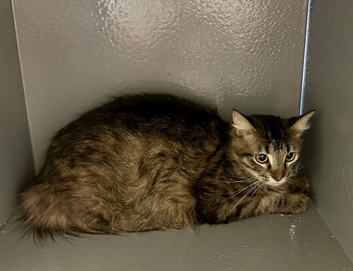Granite, an adoptable Maine Coon in Phoenix, AZ