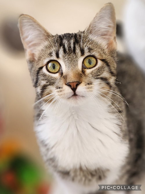 Squinkles, an adoptable Domestic Short Hair in Phoenix, AZ