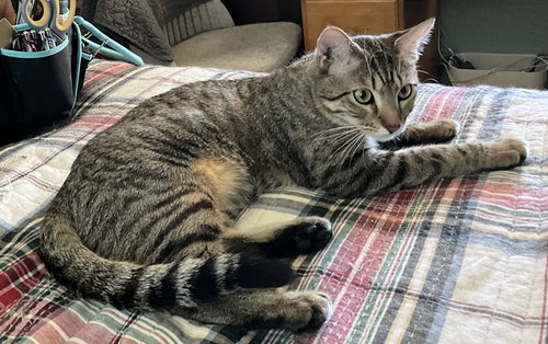 Patter, an adoptable Domestic Short Hair in Phoenix, AZ