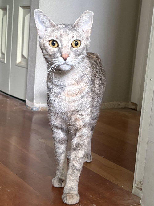 Marie, an adoptable Dilute Tortoiseshell in Phoenix, AZ