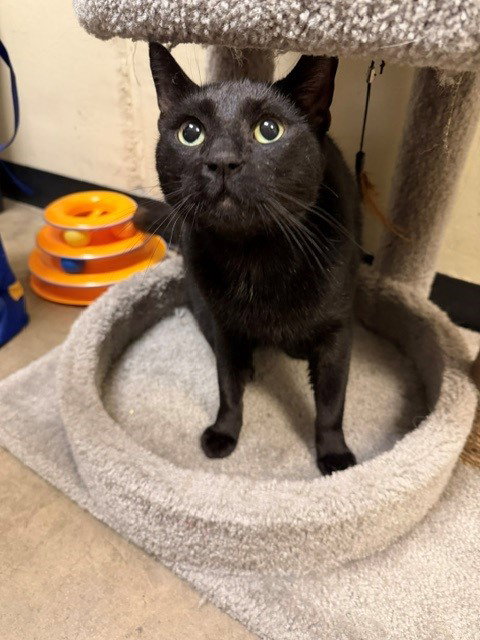 Little Blackie, an adoptable Domestic Short Hair in Phoenix, AZ