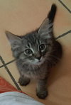 Honey BONDED to Sonny - Photo 2