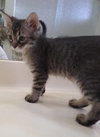 Honey BONDED to Sonny - Photo 4