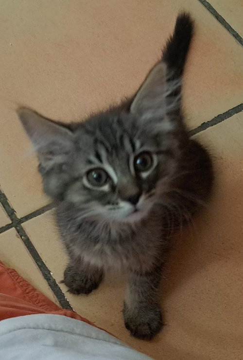 Sonny BONDED to Honey, Baby Maine Coon / Norwegian Forest Cat / Mixed (medium coat), cat for adoption in Apache Junction, Arizona