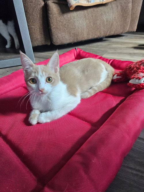 picture of the cat needing adoption