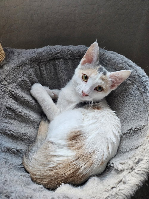 picture of the cat needing adoption