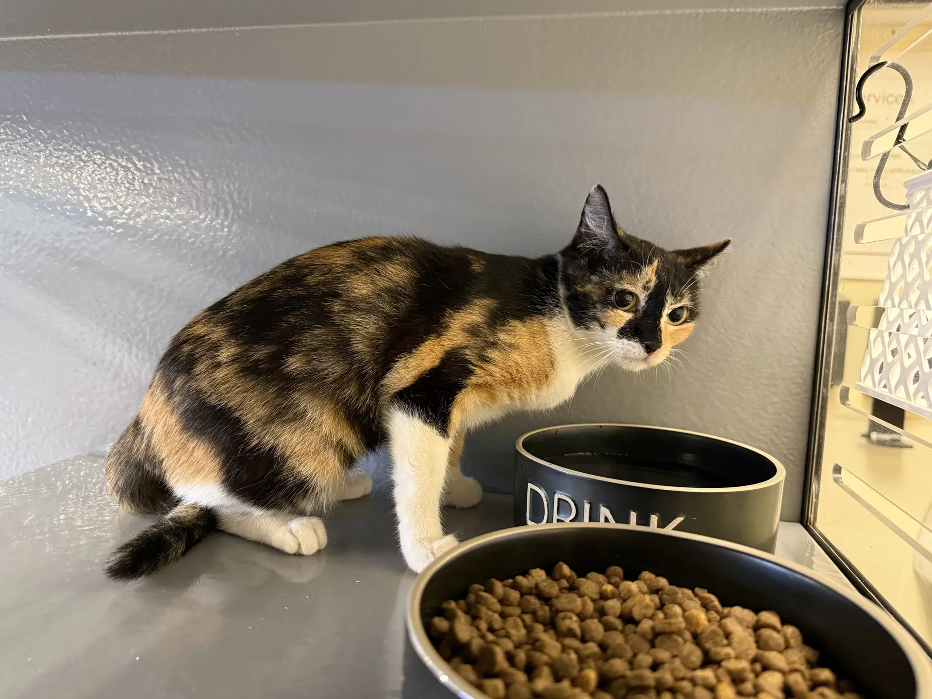 Lourdes - Calico